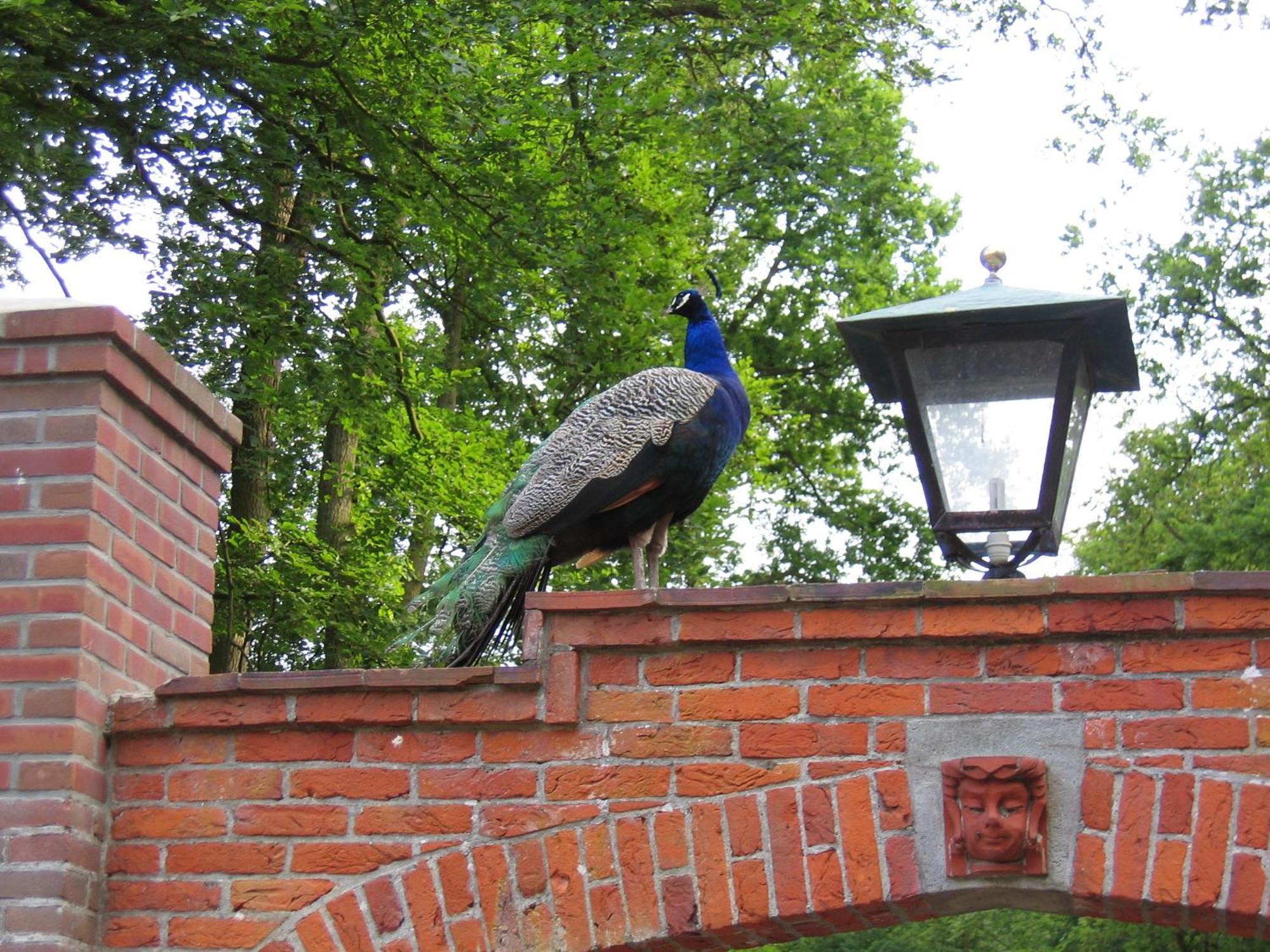 Londons Cottage Hilversum Dış mekan fotoğraf